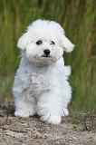 BICHON FRISE 316